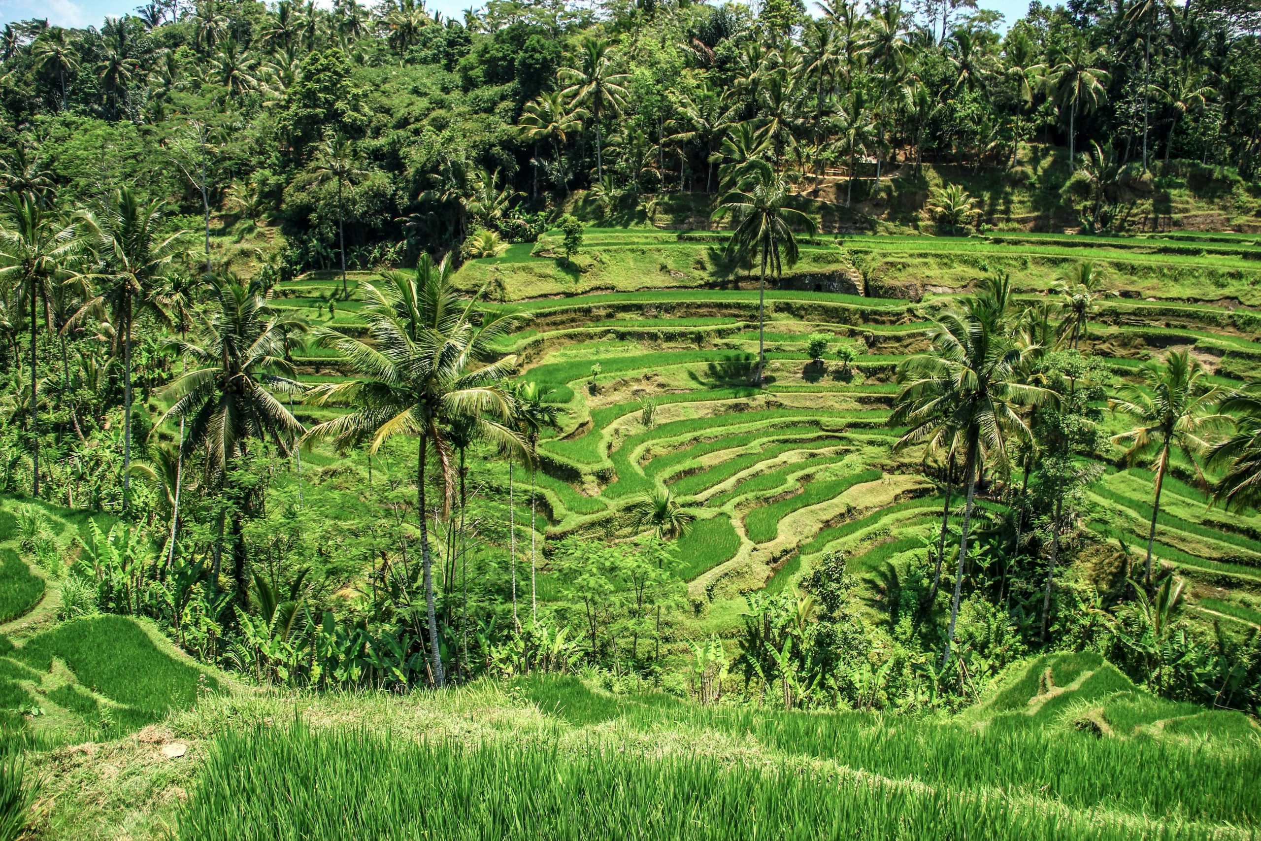Light Rice fields